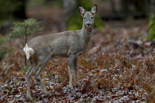 Unfortunately, I am not yet completely camouflaged at this point, the doe (Capreolus capreolus) keeps looking attentively in my direction, the shutter sounds of the camera do not disturb her, winter coat, February, Germany