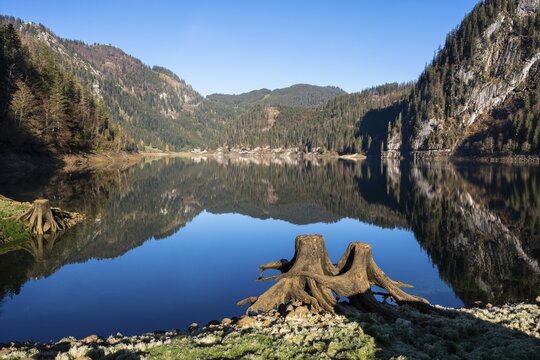 The Vordere Gosausee in autumn with a view of the Gasthof Gosausee. Two uprooted tree stumps in the foreground. Reflection. Blue sky, good weather. Vorderer Gosausee, Gosau, Gosau Valley, Salzkammergut, Upper Austria, Austria