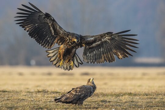 Two young white-tailed eagles (Haliaeetus albicilla) fighting for prey in flight, winter, Kutno, Poland