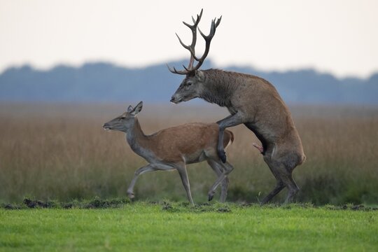 Red deer (Cervus elaphus) mating, Hoenderloo, Gelderland, Netherlands
