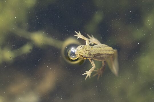 Smooth or Common newt (Lissotriton vulgaris) adult amphibian coming up to breath air on the water surface of a pond, England, United Kingdom