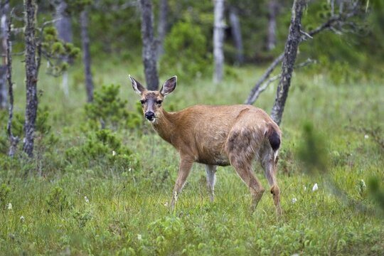 Sitka Black-tailed Deer (Odocoileus hemionus), female, Mitkof Island, Southeast Alaska, Alaska, USA, North America