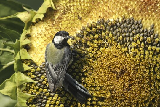 Coal tit (Parus major) pecks the ripe grains of a sunflower (Helianthus annuus) Allg&auml;u, Bavaria, Germany, Allg&auml;u, Bavaria, Germany