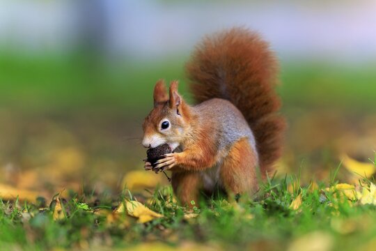 Squirrel carries a nut across the ground covered with leaves, squirrel (Sciurus vulgaris), wildlife, Germany
