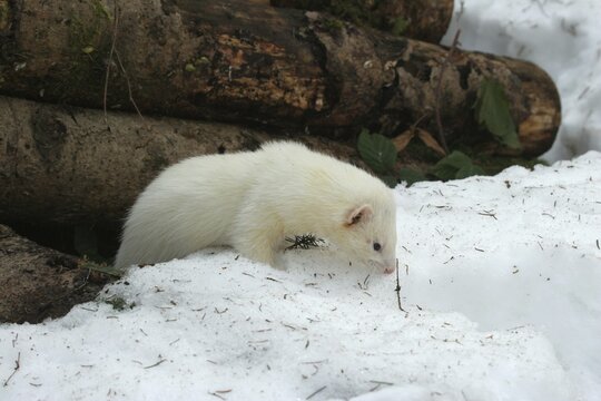 Ferret (Mustela putorius furo) in the snow, comes out from under a pile of wood, pet keeping, Allg&auml;u, Bavaria, Germany
