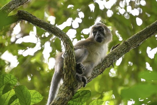 Olive mangabey (Cercocebus agilis) near the Ba&iuml;-Hokou, Dzanga-Ndoki National Park, Unesco World Heritage Site, Dzanga-Sangha Complex of Protected Areas (DSPAC), Sangha-Mba&eacute;r&eacute; Prefecture, Central African Republic