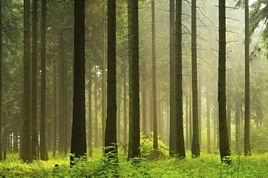 Atmospheric spruce forest in the early morning, moss and fern cover the ground, mountain range Deister, Nieders&auml;chsisches Bergland, Barsinghausen, Lower Saxony, Germany