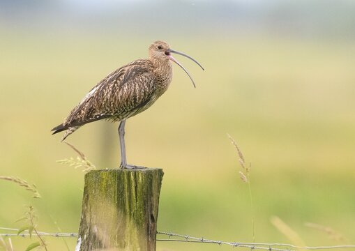 Eurasian curlew (Numenius arquata) calling with long open beak on a fence post in green surroundings, D&uuml;mmer nature park Park, Lower Saxony, Germany