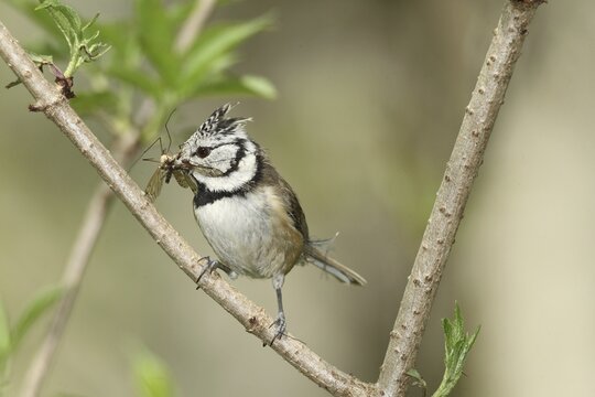 Crested tit (Parus cristatus) with food, Allg&auml;u, Bavaria, Germany