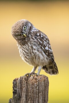 Little Owl (Athene noctua), Owl, Goldenstedt, Lower Saxony, Germany