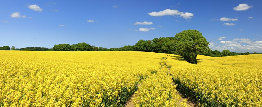 Flowering rape field under a blue sky with white clouds, field shrubs with old oaks, Holstein Switzerland, Schleswig-Holstein, Germany
