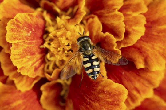Common hoverfly (Eupeodes corollae) adult insect feeding on a garden French marigold flower in summer, England, United Kingdom
