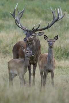 Alto-animal, half and stag of the red deer ( Cervus elaphus) in rut, Klamptenborg, Copenhagen, Denmark
