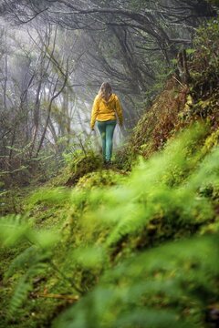 Hiker on a levada in the dense forest with fog, Madeira, Portugal