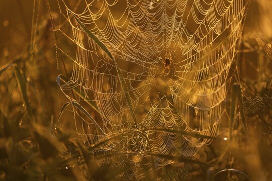 Cross spider (Araneus) sitting in a spider web, morning light, Lower Saxony, Germany
