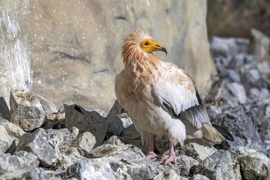 Egyptian Vulture (Neophron percnopterus), sitting on the ground, captive, Alpine Zoo, Innsbruck, Tyrol, Austria
