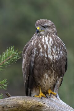 Steppe buzzard (Buteo buteo), sitting on a root, Tyrol, Austria