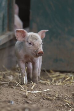 Pig (Sus domesticus) juvenile piglet standing by pigsty in a farm field, Suffolk, England, United Kingdom