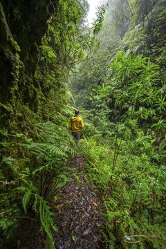 Hikers on a narrow footpath, in densely overgrown forest with ferns, Levada do Caldeir&atilde;o Verde, Parque Florestal das Queimadas, Madeira, Portugal