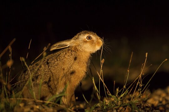European brown hare (Lepus europaeus) juvenile baby leveret animal feeding in grassland in summer at night, Suffolk, England, United Kingdom