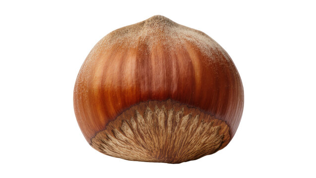 Whole hazelnut with textured shell and cap