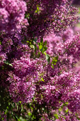 Obraz premium Purple Lilac pink flower petal bud. Syringa Flowers spring nature. Floral background