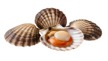 Fresh scallops in shells, one open showing coral and white meat © Lena