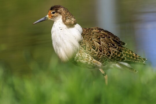 Bird with brown feathers in lateral view, in green surroundings, Ruff (Calidris pugnax, Syn.: Philomachus pugnax), France