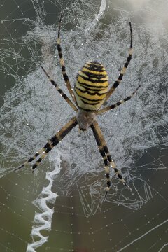 Wasp Spider (Argiope bruennichi) in its web, Filz, Woergl, Tyrol, Austria, Europe
