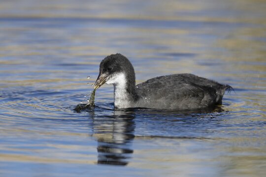 Coot (Fulica atra) juvenile bird feeding on pond weed in a lake, RSPB Lakenheath fen, Suffolk, England, United Kingdom