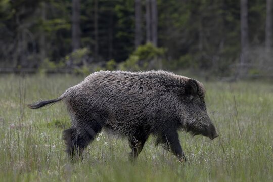 The boar is followed a few minutes later by a well-fed wild boar boar (Sus scrofa), which I always observe near of the Bassen over the next few days, May, Denmark