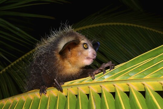 Aye-aye (Daubentonia madagascariensis) on a palm frond, Masoala Peninsula, Madagascar