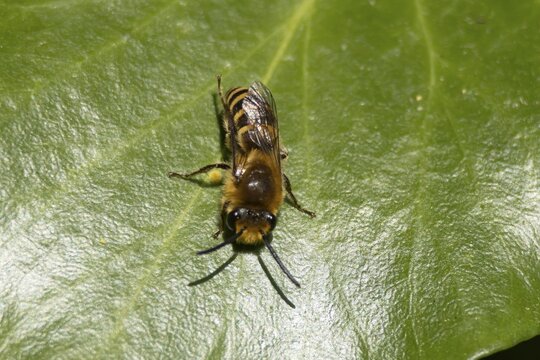 Ivy bee (Colletes hederae) adult insect on an ivy plant leaf, England, United Kingdom