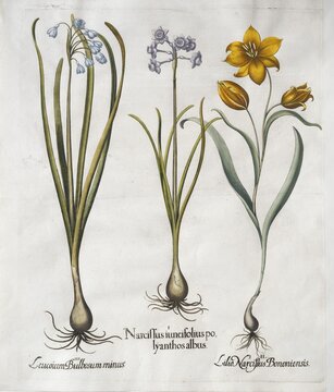 Summer knot flower (Leucojum Aestivum), narcissus with ash-white flowers (Narcissus Papyraceus) and wild tulip (Tulipa Sylvestris), hand-coloured copperplate engraving from the Hortus Eystettensis, plant book by the Nuremberg apothecary Basilius Besler, Renaissance, Eichst&auml;dt, 1613