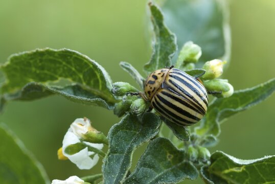 Colorado Potato Beetle, Ten-striped Spearman or Ten-lined Potato Beetle (Leptinotarsa decemlineata), Schwaz, Tirol, Austria
