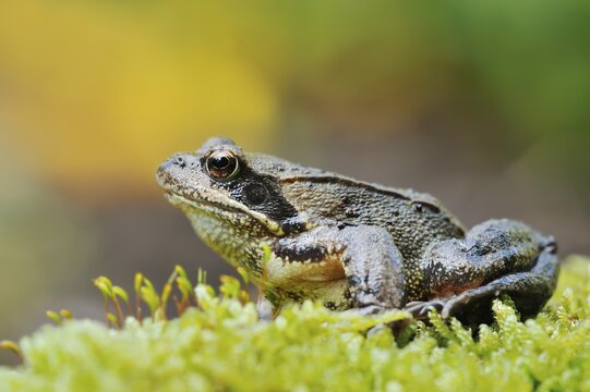 Common frog (Rana temporaria), North Rhine-Westphalia, Germany