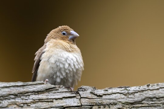 Nutmeg, nutmeg finch, nutmeg bronze male (Lonchura punctulata), young bird, animal world Herberstein, Herberstein, Styria, Austria