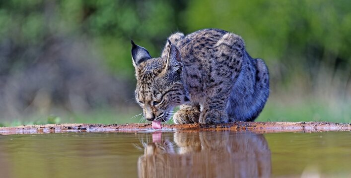 Lynx pardinus at a waterhole, Castilla-La Mancha, Spain