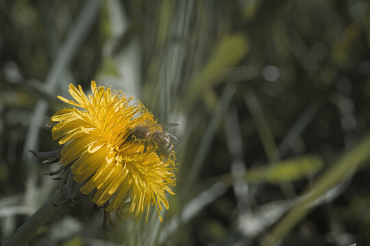 Honeybee collecting pollen on a yellow dandelion flower.