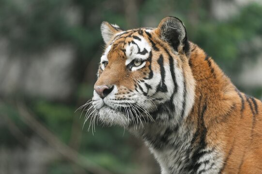 Siberian tiger (Panthera tigris altaica), portrait, captive, Germany