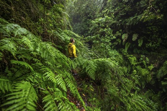 Hikers on a narrow footpath among ferns, in densely overgrown forest, Levada do Caldeir&atilde;o Verde, Parque Florestal das Queimadas, Madeira, Portugal