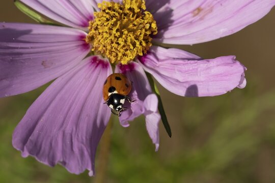 Seven-spot ladybird or Ladybug (Coccinella septempunctata) adult insect on a garden Cosmos flower in summer, England, United Kingdom