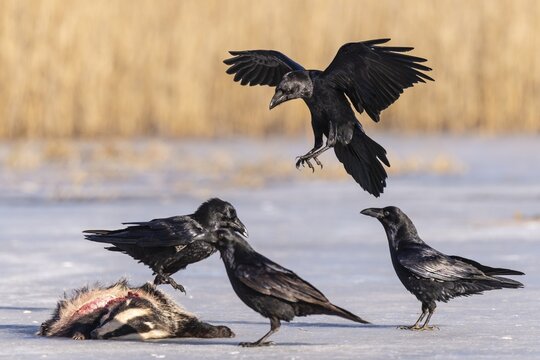 Common raven (Corvus corax), on dead badger, Feldberger Seenlandschaft, Mecklenburg-Western Pomerania, Germany