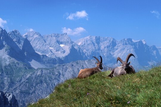 Male Alpine Ibexes (Capra ibex), Mt. Rappenspitze, Karwendel Range, Tyrol, Austria, Europe