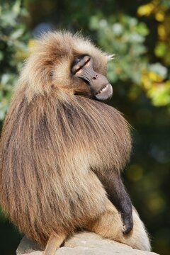 Djelada (Theropithecus gelada), male, captive, occurrence in Ethiopia
