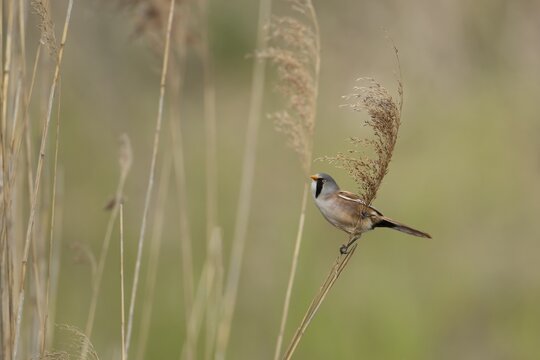 Bearded tit or reedling (Panurus biarmicus) adult male bird on the edge of a reedbed, RSPB Titchwell nature reserve, Norfolk, England, United Kingdom