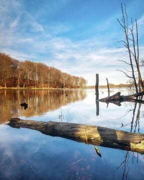 Autumn at Schweingartensee, dead tree trunks on the shore, M&uuml;ritz National Park, Serrahn area, Mecklenburg-Western Pomerania, Germany
