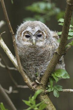 Tawny Owl (Strix aluco) 4-week-old young bird not yet able to fly, Allg&auml;u, Bavaria, Germany