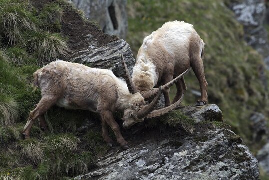 Male Alpine Ibexes (Capra ibex) locking antlers, fighting, Hohe Tauern National Park, Carinthia, Austria, Europe