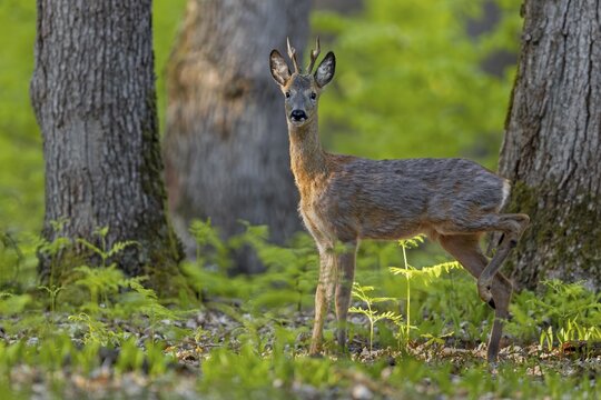 A careless movement attracts the attention of a roebuck (Capreolus capreolus), change of coat, May, Germany